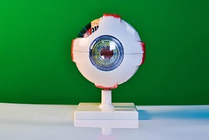 Модель глаза - fgospostavki.ru - Иркутск