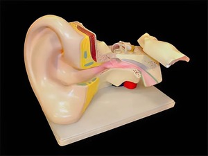 Модель уха - fgospostavki.ru - Иркутск