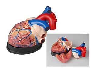 Модель сердца в разрезе (демонстрационная) - fgospostavki.ru - Иркутск