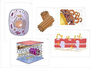 Модель-аппликация "Строение клетки" (ламинированная) - fgospostavki.ru - Иркутск
