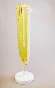 Модель строения корня - fgospostavki.ru - Иркутск