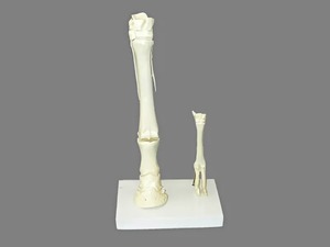 Модель "Скелет конечностей лошади и овцы" (на подставке) - fgospostavki.ru - Иркутск