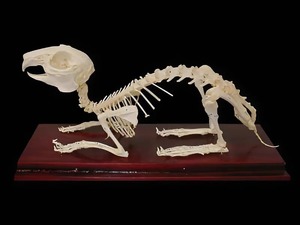 Скелет кролика - fgospostavki.ru - Иркутск