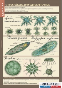 Комплект таблиц. Биология 7 класс. Животные. - fgospostavki.ru - Иркутск