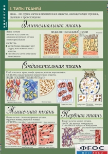 Комплект таблиц. Биология 8-9 класс. Человек. - fgospostavki.ru - Иркутск