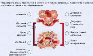 Интерактивные курсы. Биология 9 класс. Расширенный. - fgospostavki.ru - Иркутск