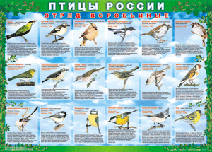 Комплект таблиц "Птицы России (4 листа)" (100х140 сантиметров, винил) - fgospostavki.ru - Иркутск