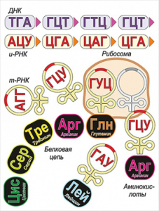 Модель-аппликация Биосинтез белка - fgospostavki.ru - Иркутск