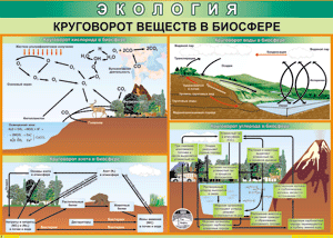 Таблица "Круговорот веществ в биосфере" (100х140 сантиметров, винил) - fgospostavki.ru - Иркутск