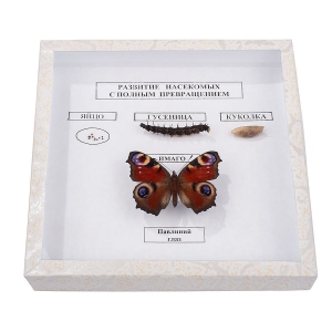 Коллекция энтомологическая "Развитие насекомых с полным превращением" - fgospostavki.ru - Иркутск