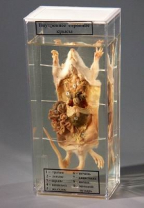 Влажный препарат "Внутреннее строение крысы" - fgospostavki.ru - Иркутск