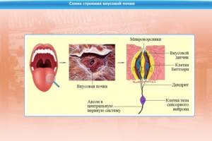 Интерактивные курсы. Биология 10 класс. Базовый. - fgospostavki.ru - Иркутск
