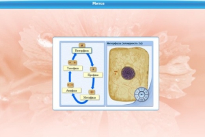 Интерактивные курсы. Биология 6 класс. Базовый - fgospostavki.ru - Иркутск