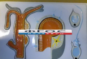 Модель барельефная "Внутреннее строение гидры" - fgospostavki.ru - Иркутск