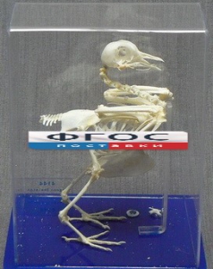 Скелет голубя - fgospostavki.ru - Иркутск