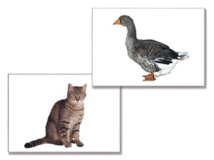 Дидактическое пособие "Домашние животные" (24 карточки) - fgospostavki.ru - Иркутск