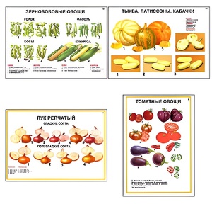 Плакаты ПРОФТЕХ "Ассортимент овощных культур" (12 пл, винил, 70х100) - fgospostavki.ru - Иркутск