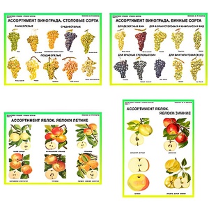Плакаты ПРОФТЕХ "Ассортимент плодово-ягодных культур" (19 пл, винил, 70х100) - fgospostavki.ru - Иркутск