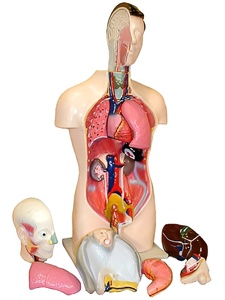 Торс человека разборный (42 см.) - fgospostavki.ru - Иркутск