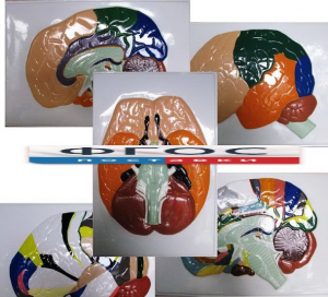 Модель барельефная "Доли, извилины, цитоархитектонические поля головного мозга" (5 планшетов) - fgospostavki.ru - Иркутск