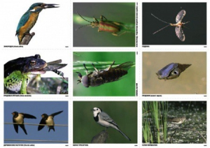 Комплект таблиц Природные зоны России. Сообщества (комплект 18 таблиц) - fgospostavki.ru - Иркутск