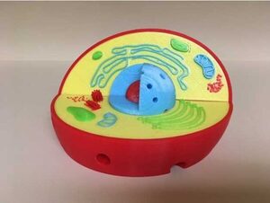 Модель растительной клетки - fgospostavki.ru - Иркутск