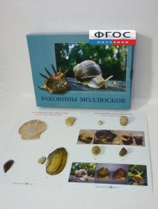 Коллекция "Раковины моллюсков" - fgospostavki.ru - Иркутск