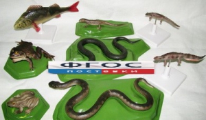 Комплект моделей "Позвоночные животные" (8 штук) - fgospostavki.ru - Иркутск