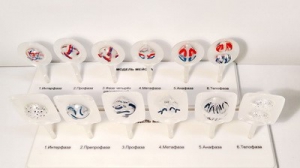 Модель "Митоз и мейоз клетки" - fgospostavki.ru - Иркутск