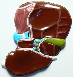 Модель барельефная "Печень" (висцеральная поверхность) - fgospostavki.ru - Иркутск