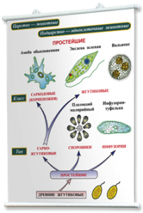 Плакаты по биологии для оформления кабинета. - fgospostavki.ru - Иркутск