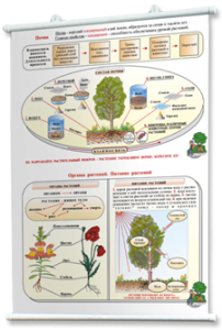 Плакаты по природоведению 2-3 классы. Для оформления кабинета. - fgospostavki.ru - Иркутск