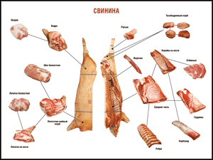Таблица "Правила разделки мясных туш. Свинина" (100х140 сантиметров. винил) - fgospostavki.ru - Иркутск