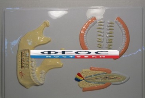 Модель барельефная "Челюсть человека" - fgospostavki.ru - Иркутск