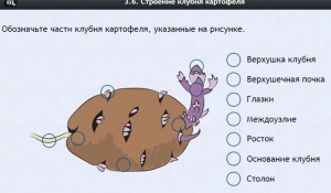 Интерактивные курсы. Биология 6 класс. Расширенный - fgospostavki.ru - Иркутск