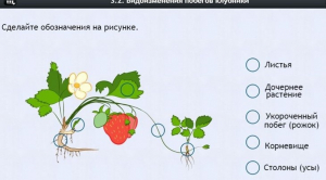 Интерактивные курсы. Биология 7 класс. Расширенный. - fgospostavki.ru - Иркутск