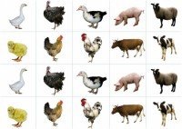 Комплект карточек "Запоминай, играй, считай" - Домашние животные - fgospostavki.ru - Иркутск