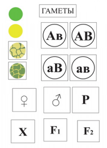 Модель-аппликация Дигибридное скрещивание и его цитологические основы - fgospostavki.ru - Иркутск