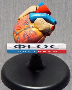 Модель "Сердце" (лабораторная) - fgospostavki.ru - Иркутск