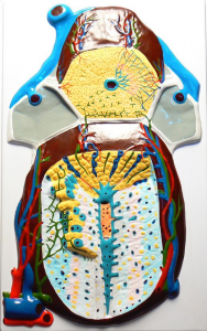 Модель барельефная "Долька печени" (макро-микростроение) - fgospostavki.ru - Иркутск