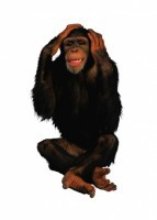 Комплект карточек "Запоминай, играй, считай" - Дикие животные - fgospostavki.ru - Иркутск