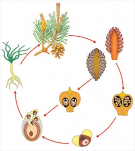 Модель-аппликация Размножение сосны - fgospostavki.ru - Иркутск