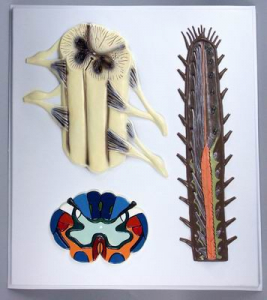 Модель барельефная "Строение спинного мозга" - fgospostavki.ru - Иркутск