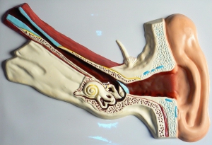 Модель барельефная "Ухо человека" (часть 1) - fgospostavki.ru - Иркутск