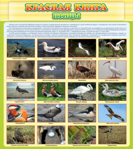 Стенд "Красная книга - птицы" - fgospostavki.ru - Иркутск