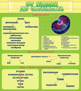 Стенд "От клетки до организма" - fgospostavki.ru - Иркутск