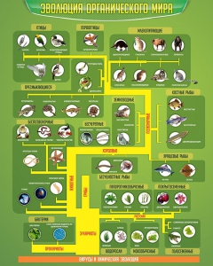 Стенд "Многообразие органического мира" - fgospostavki.ru - Иркутск