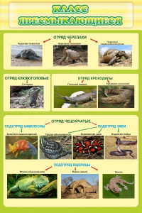 Стенд "Класс пресмыкающиеся" - fgospostavki.ru - Иркутск