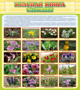 Стенд "Красная книга - растения" - fgospostavki.ru - Иркутск