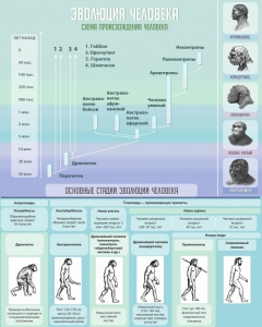 Стенд "Эволюция человека" Вариант 1 - fgospostavki.ru - Иркутск